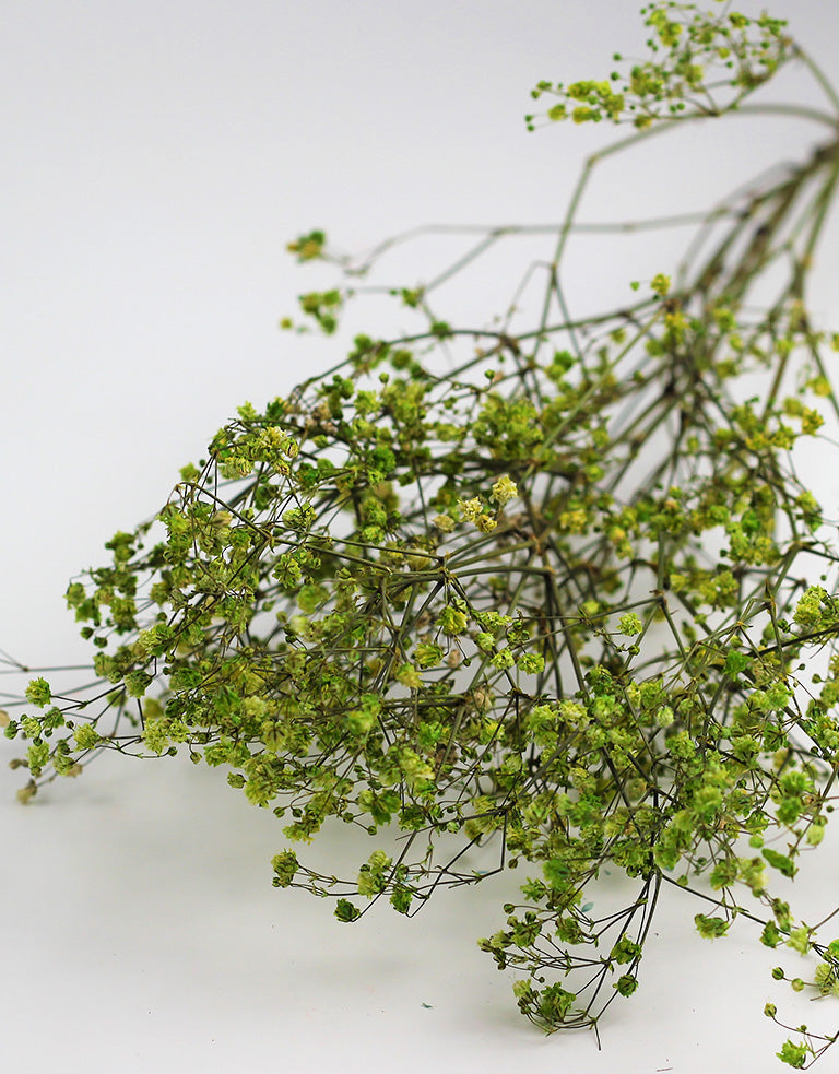 Green Gypsophila