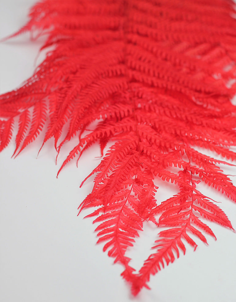 Dried Fern Red Bunch