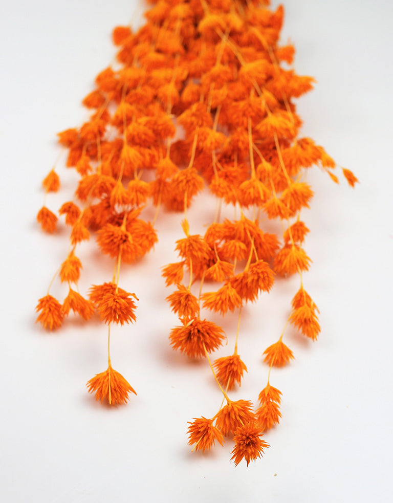 orange Dried Flowers