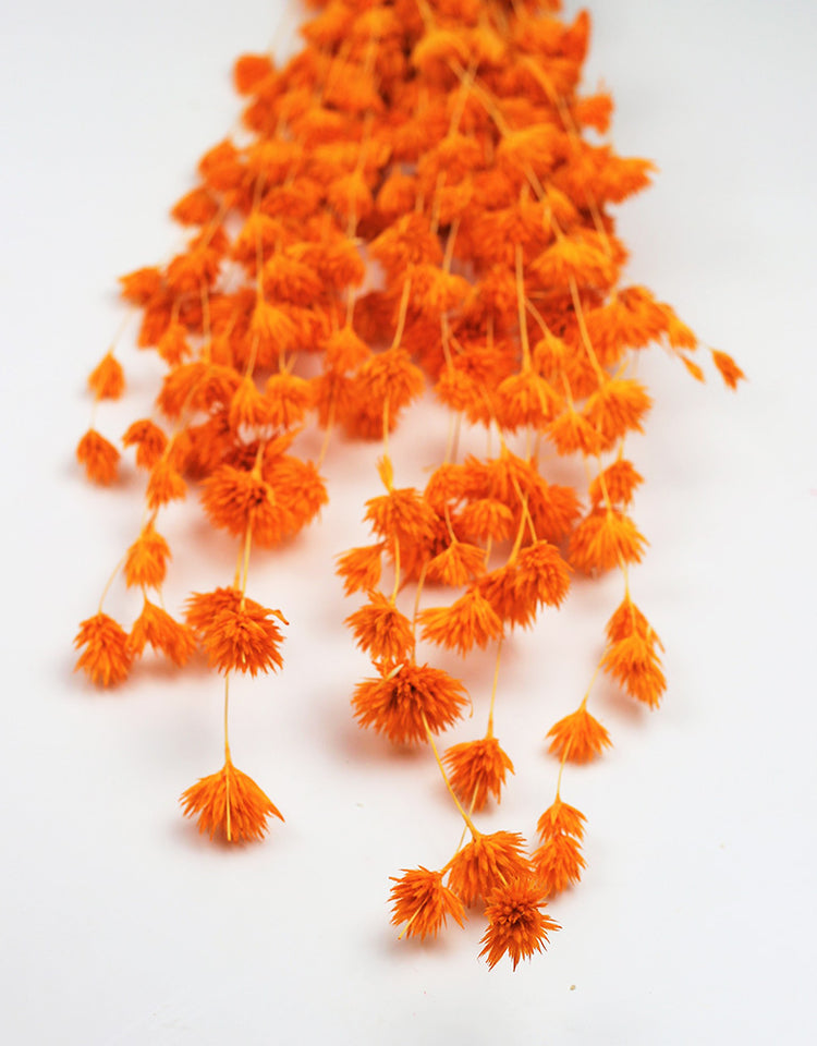 Buy Dried Flowers Online in UK Leading Dried Flowers Suppliers Page 5 Dried Flowers Decor