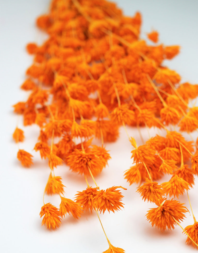 Orange wheep bamboo