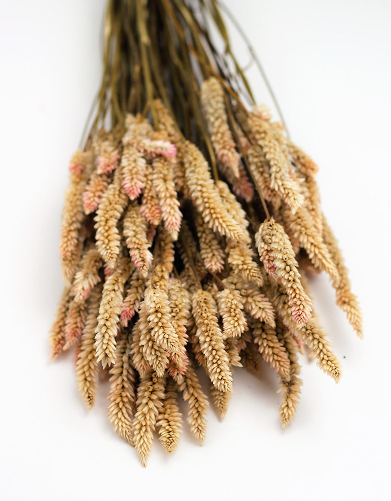 Dried Celosia