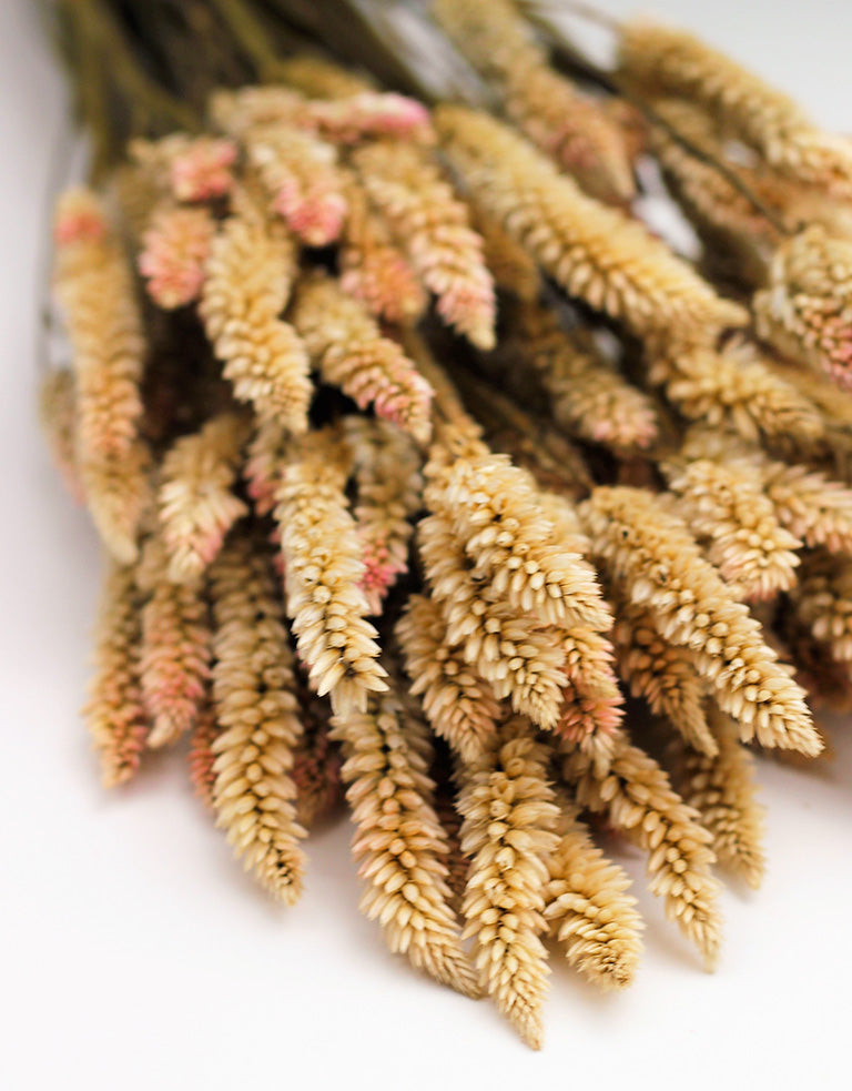 Dried Celosia flowers UK