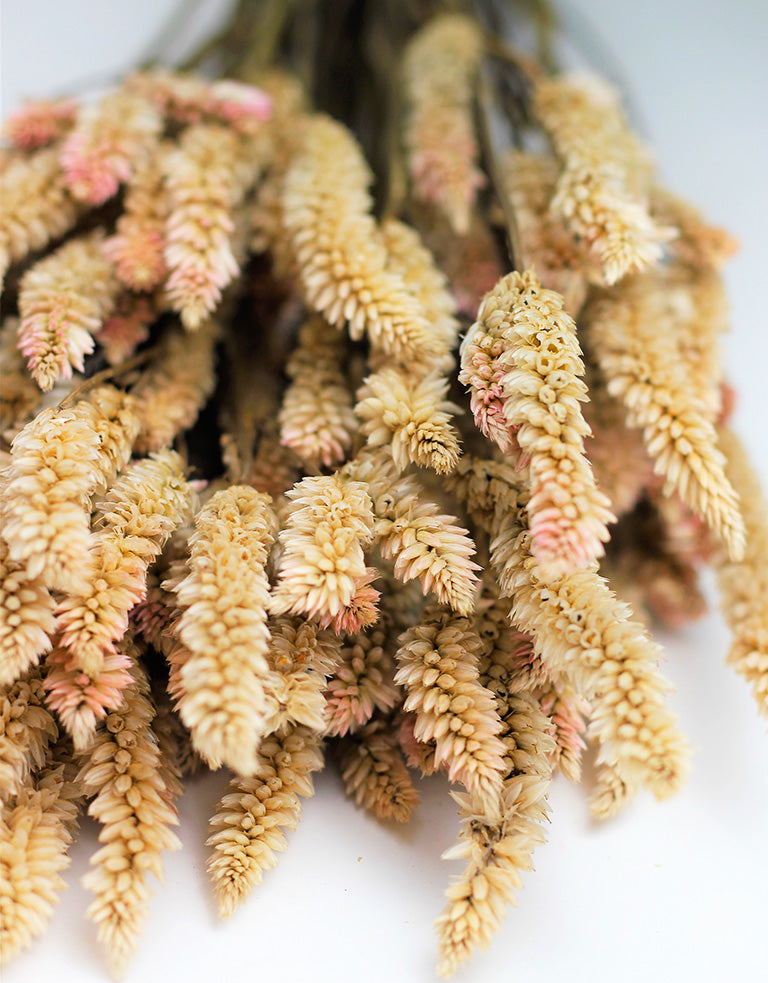 Natural Celosia Bunch