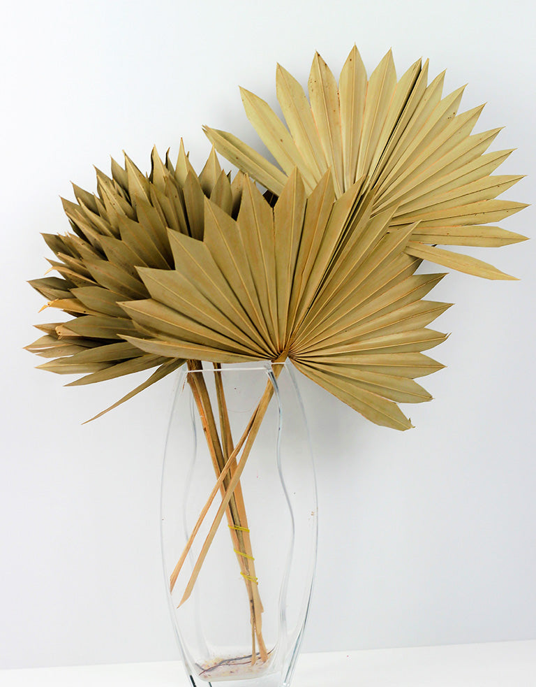 Dried Sun Palms