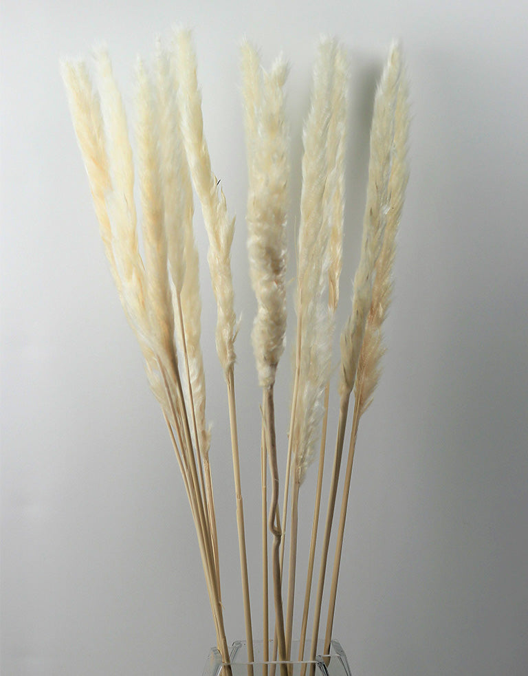 dried pampas grass