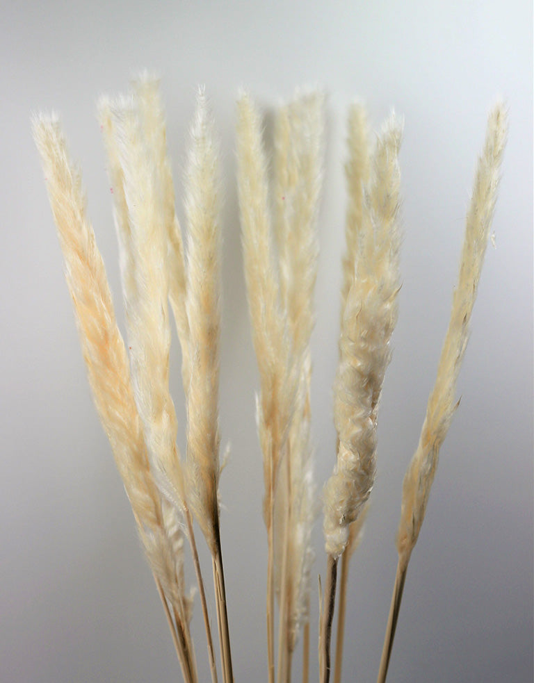 bleached pampas UK