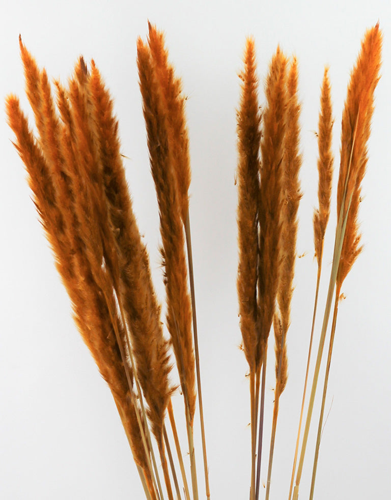 Yellow dried pampas grass