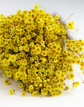 Yellow Flowers UK