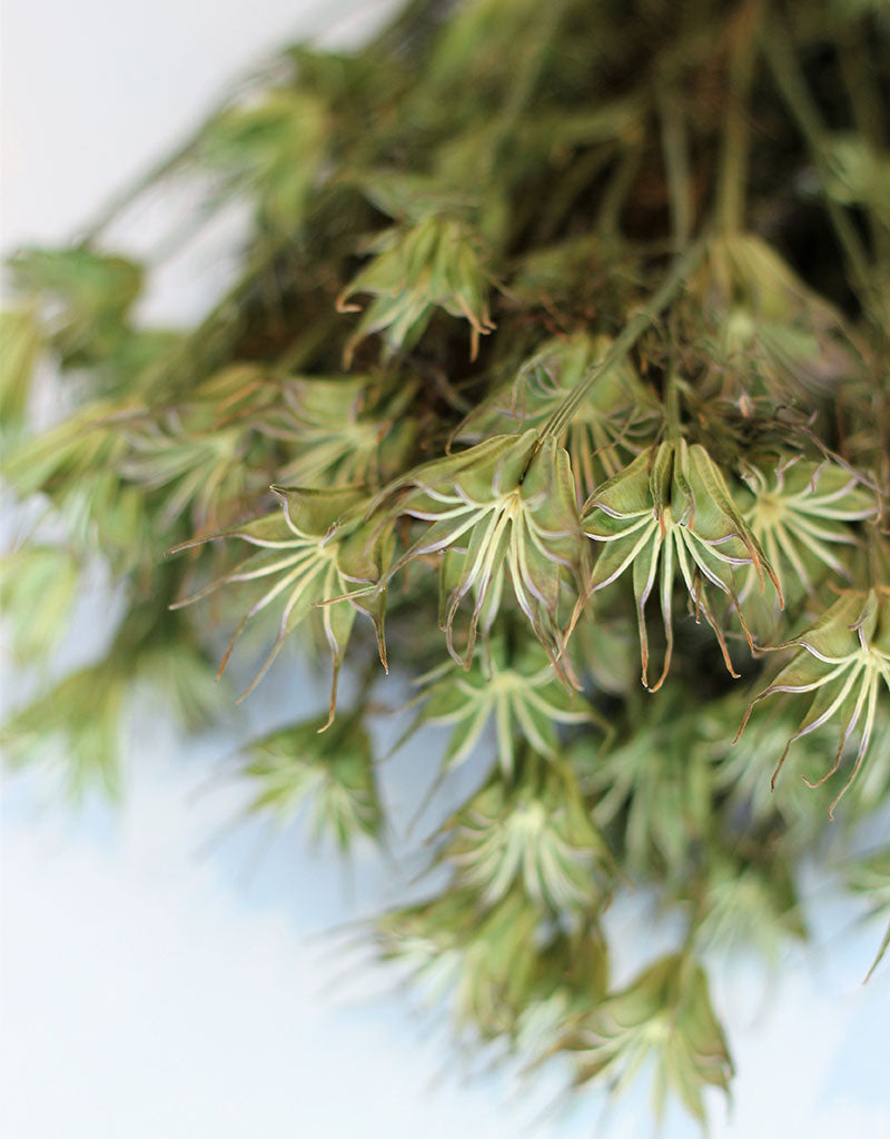 Dried Nigella Orientalis - Natural Bunch, 60 cm