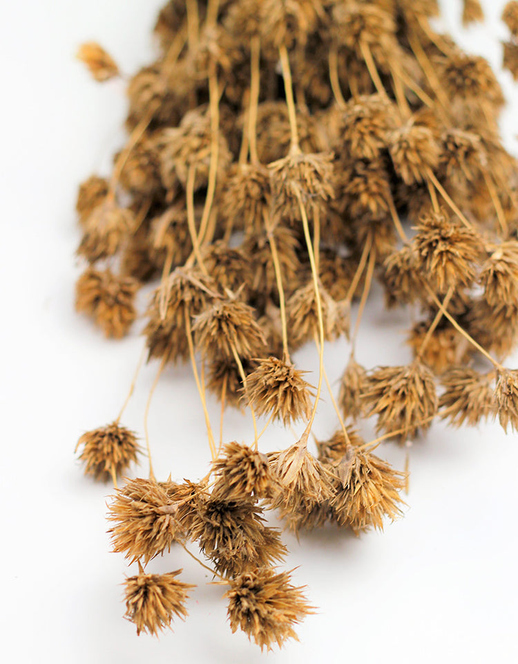 Buy Dried Flowers Online in UK Leading Dried Flowers Suppliers Page 5 Dried Flowers Decor