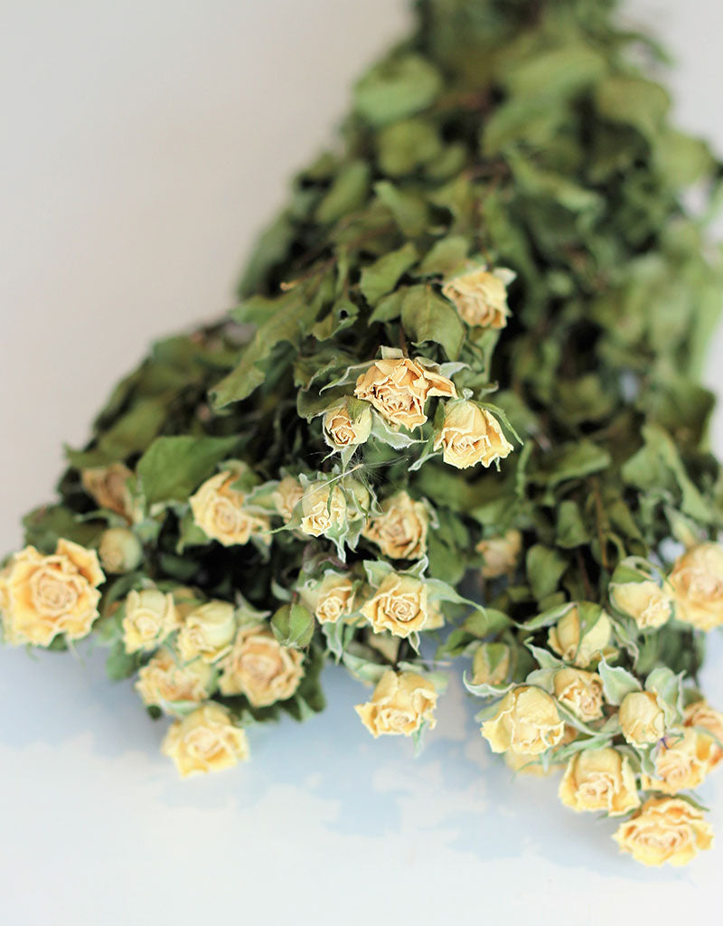 Dried Spray Roses l Cream/ Ivory Bunch l Dried Flowers & Decor – Dried ...