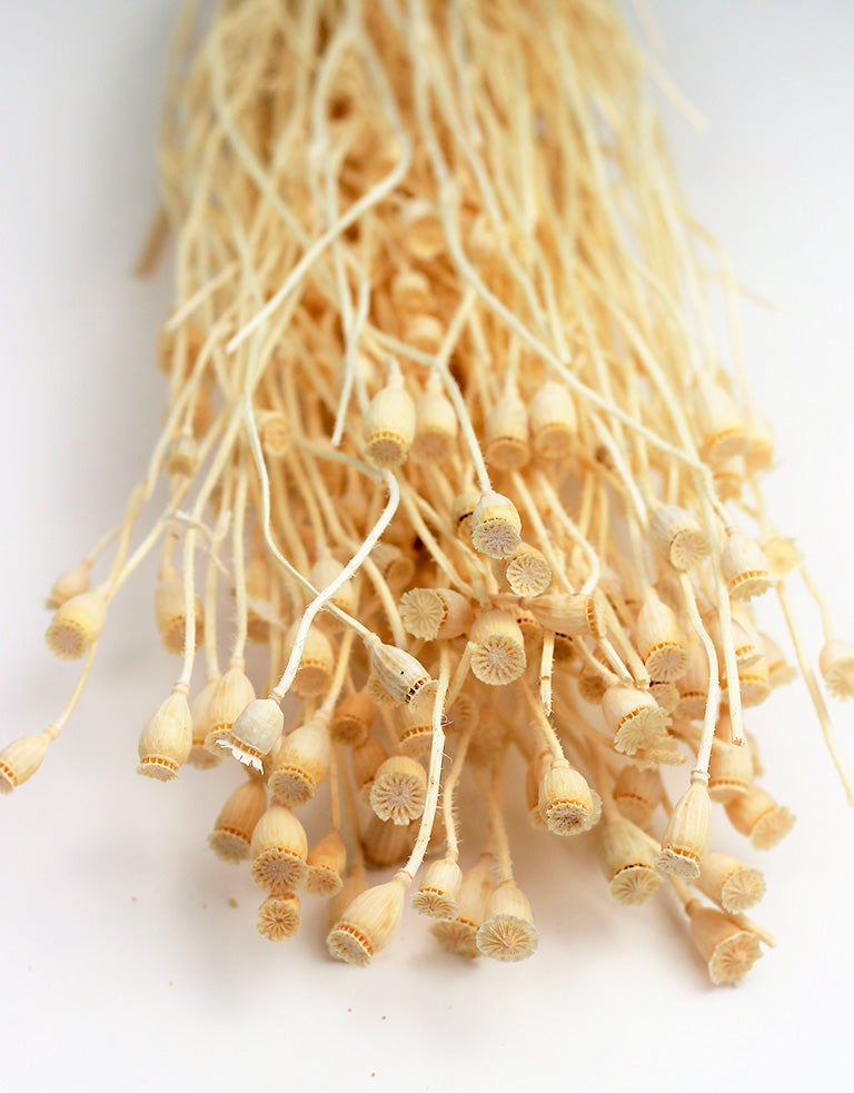 SMALL DRIED POPPY HEADS