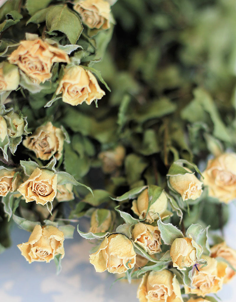 Dried Spray Roses - Cream/Ivory Bunch, 10 Stems, 50 cm