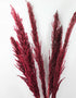Red pampas