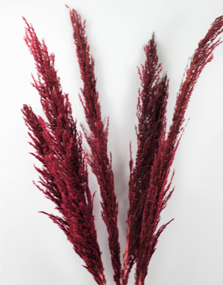 Red Pampas Grass