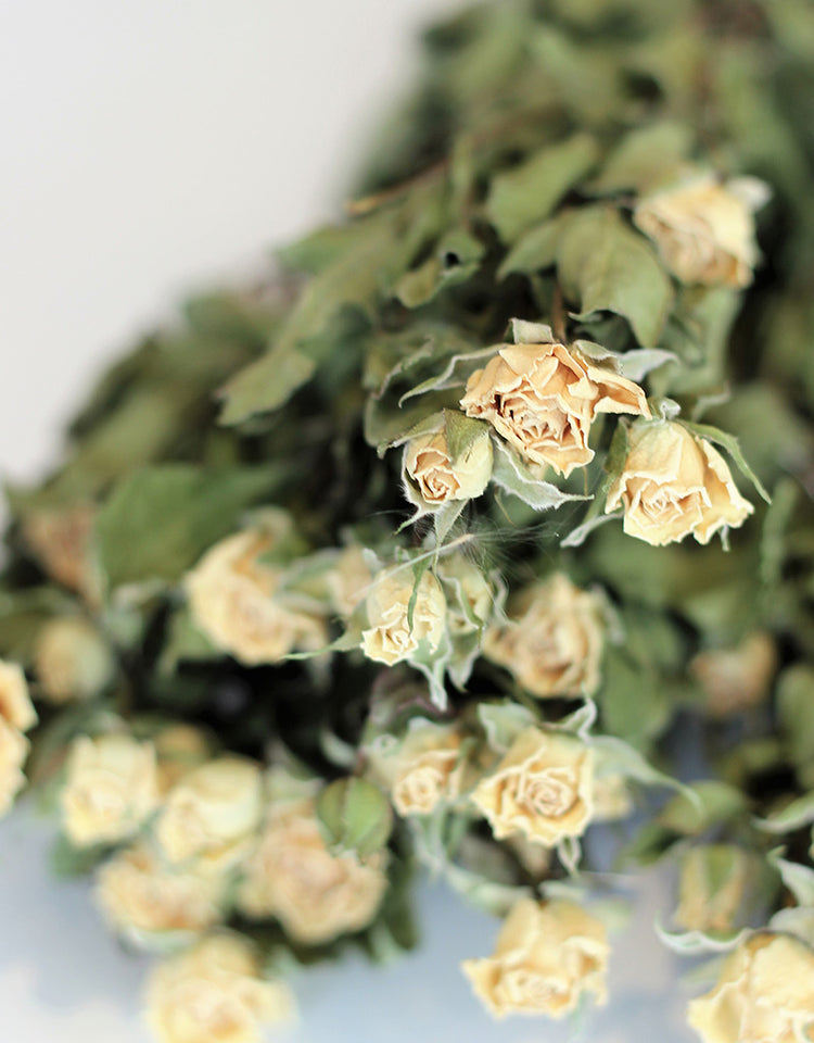 New Arrivals: Wholesale Dried Flowers, Preserved Foliage & More