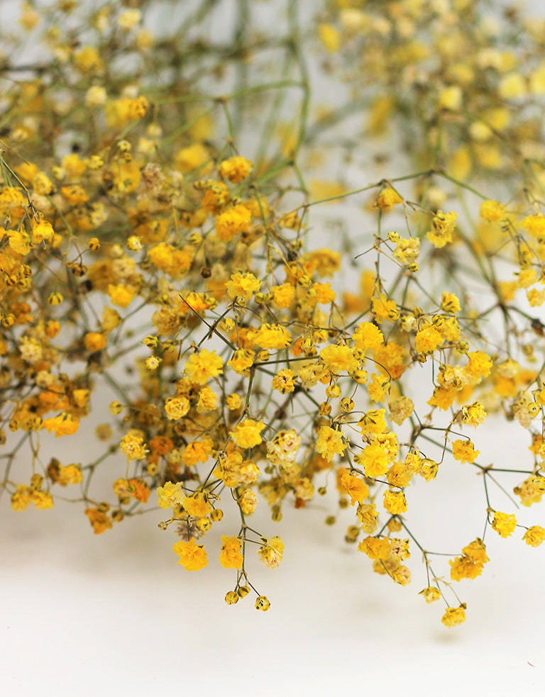 Yellow Gypsophila UK