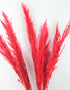 Wholesale dried red pampas
