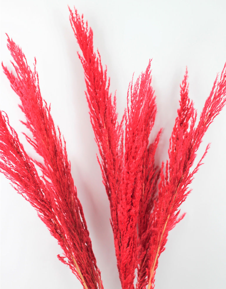 Wholesale dried red pampas