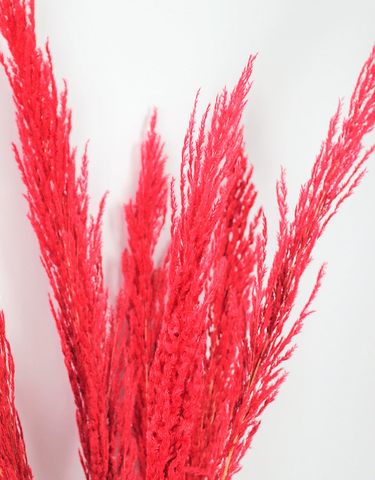 dried pampas red bunch