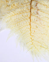 Bleached Rainbow Leaves