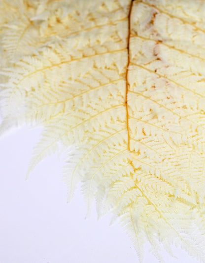 Bleached Rainbow Leaves