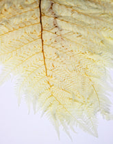 Preserved Rainbow Leaves