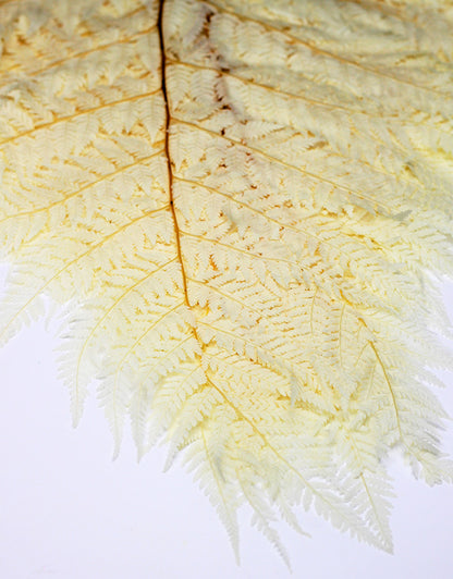 Preserved Rainbow Leaves