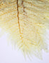 Preserved Rainbow Leaves