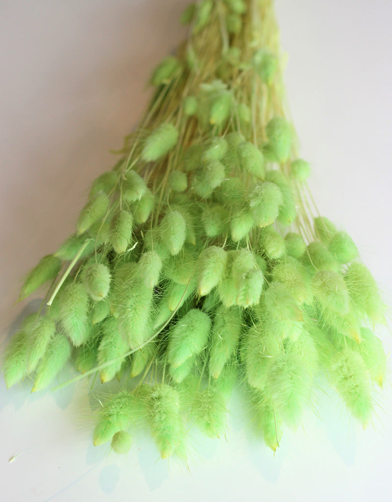 Dried Bunny Tail Lagurus Grass - 100 Grams Apple Green Flowers Bunch, 60 cm
