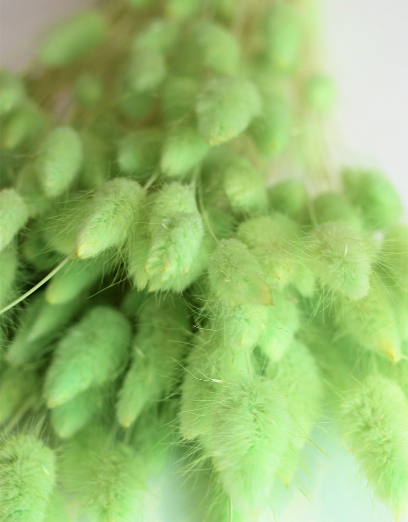 Dried Bunny Tail Lagurus Grass - 100 Grams Apple Green Flowers Bunch, 60 cm