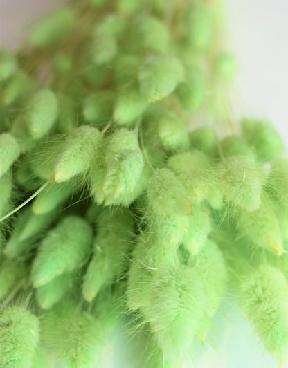 Dried Bunny Tail Lagurus Grass - 100 Grams Apple Green Flowers Bunch, 60 cm