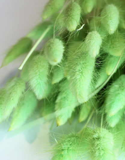 Dried Bunny Tail Lagurus Grass - 100 Grams Apple Green Flowers Bunch, 60 cm