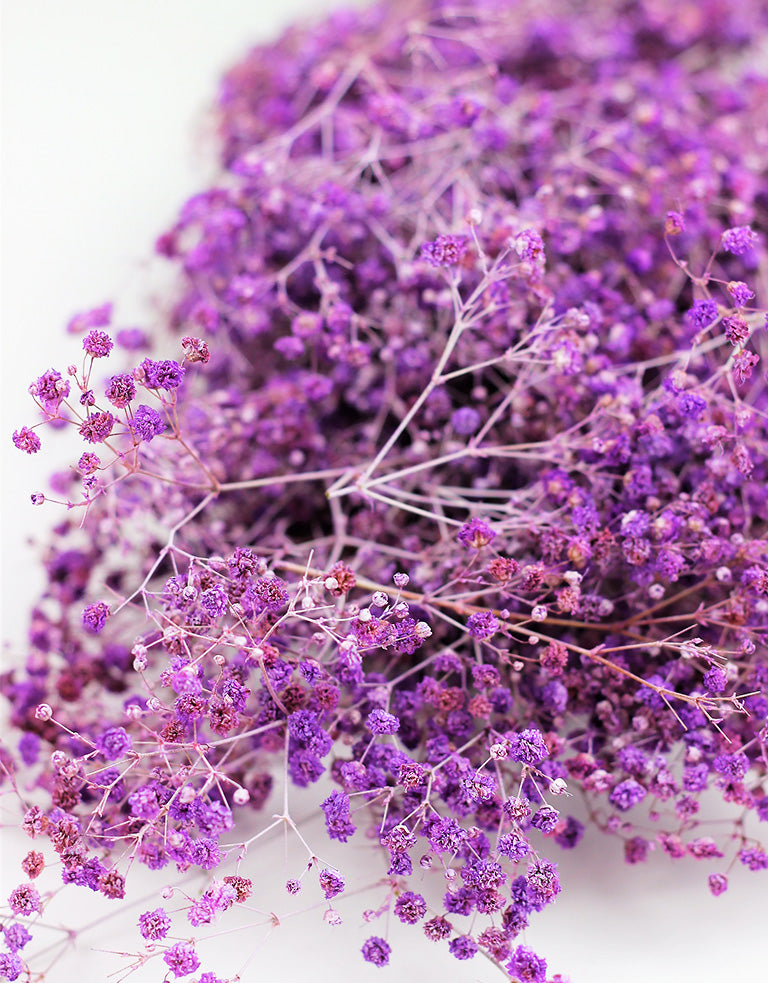 lilac gypsophila
