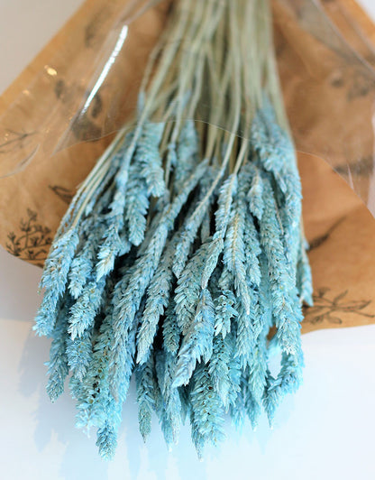 Dried Celosia - Frosted Blue Bunch, 65 cm