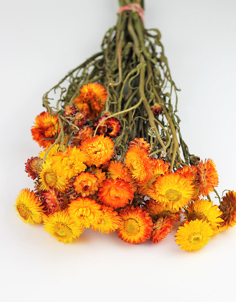 Dried Helichrysum, Orange Bunch