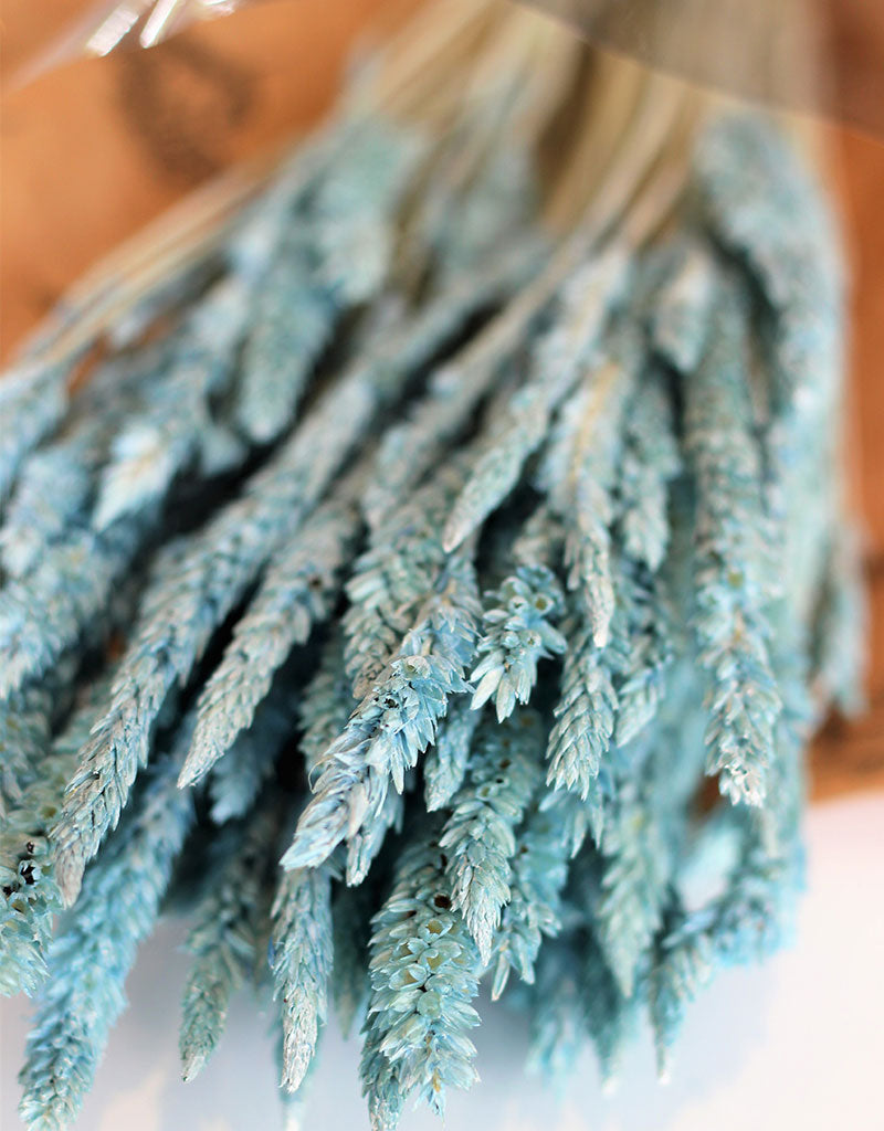 Dried Celosia - Frosted Blue Bunch, 65 cm