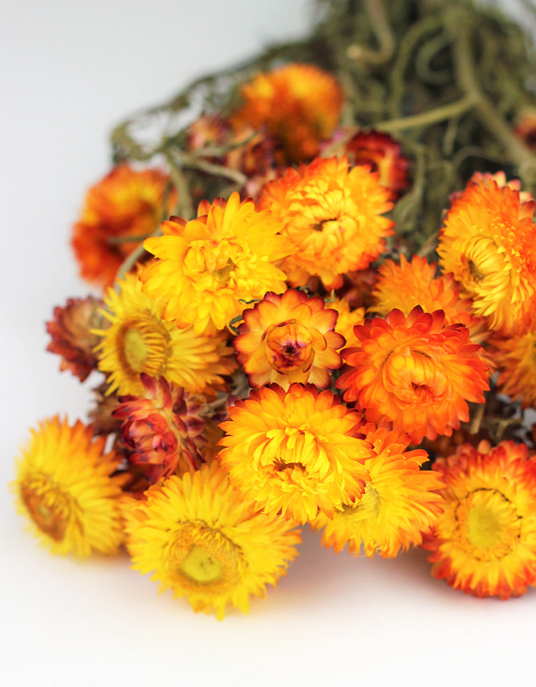 Dried Helichrysum flowers UK