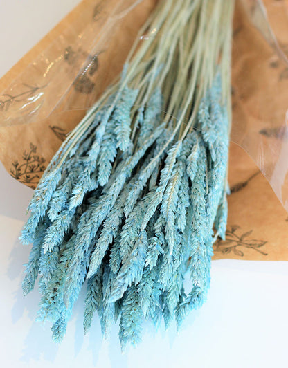 Dried Celosia - Frosted Blue Bunch, 65 cm