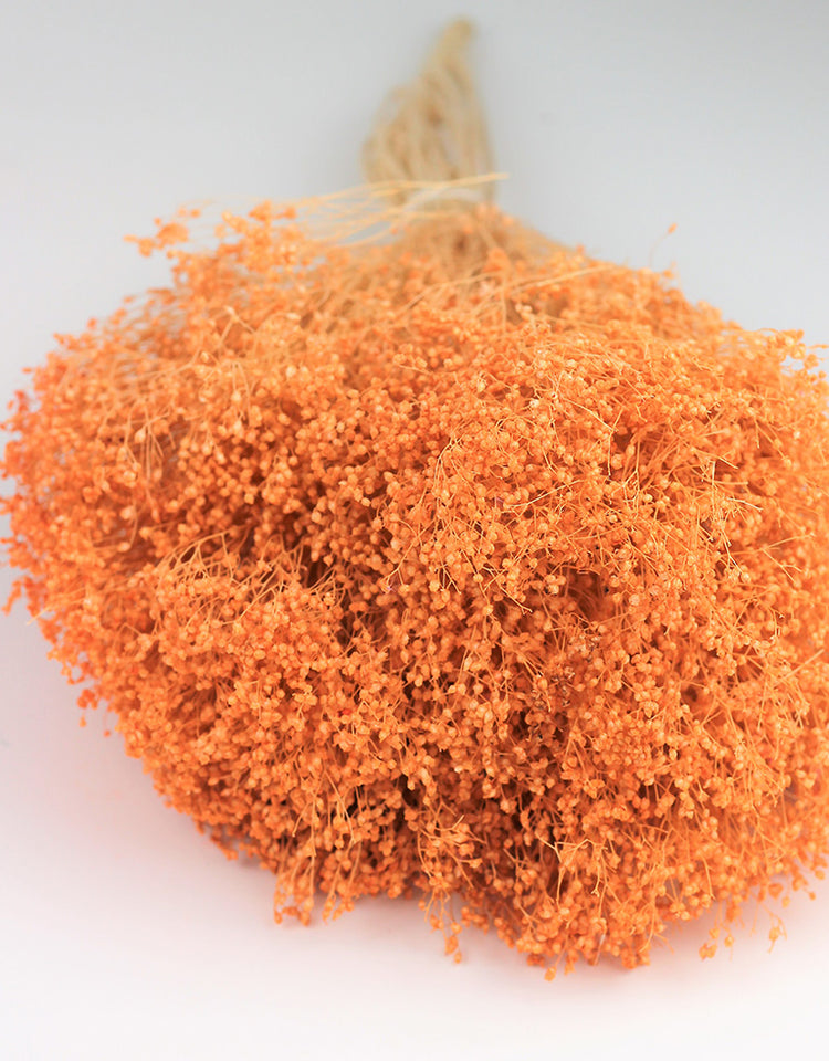 Dried Broom Bloom Salmon Bunch, 50 cm l Dried Flowers & Décor Dried