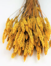 Yellow Cock&