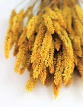 Yellow Celosia Bunch