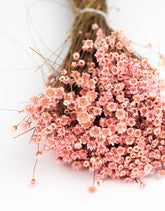 Pink Dried Flowers UK