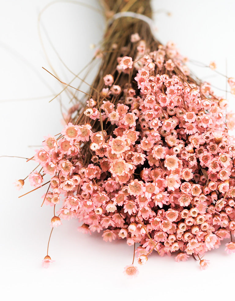 Pink Dried Flowers UK