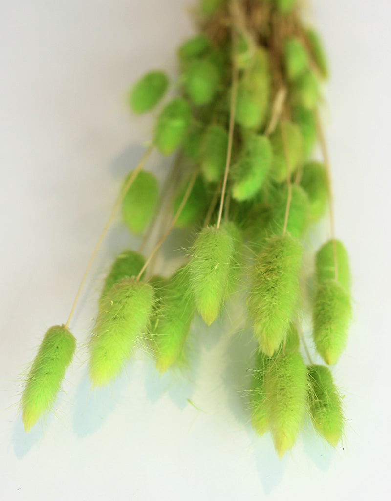 bunny tails lime bunch