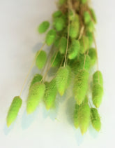 bunny tails lime bunch