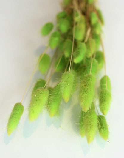 bunny tails lime bunch