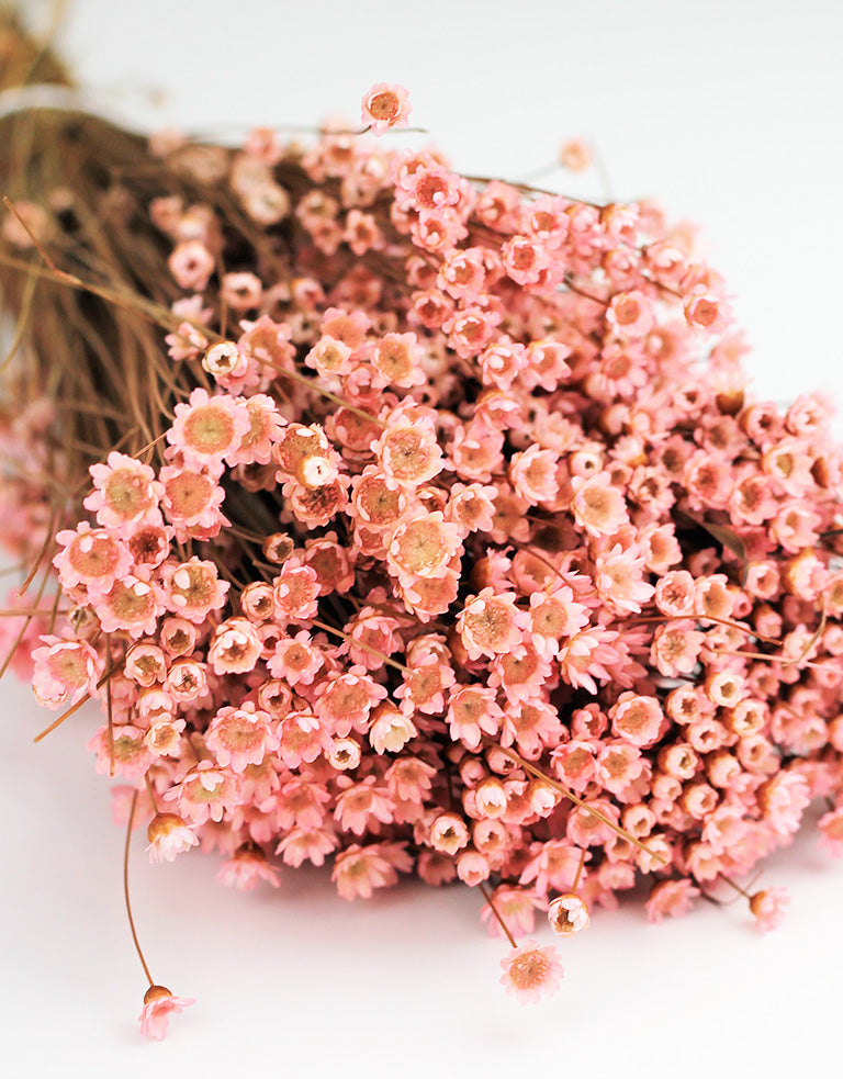 Dried Pink Glixia