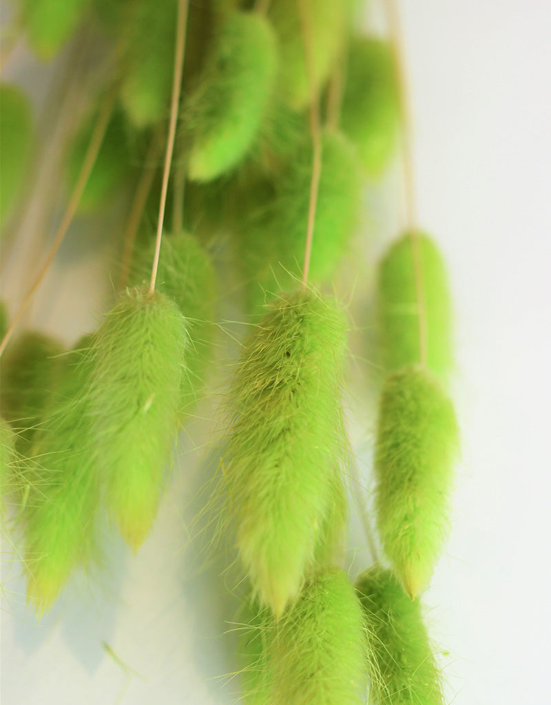 Dried Bunny Tail Lagurus Grass - Lime Bunch Flowers Bunch, 50 Grams, 60 cm
